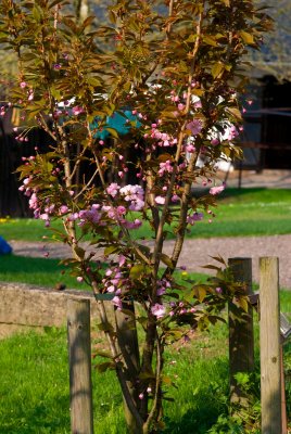 Prunus serrulata 'Kanzan' - višň pilovitá - celek v květu